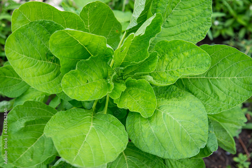 Bright Fresh spinach leaves with sunlight on field crop, Concept nature background perfect use as wallpaper. Spinacia oleracea on blurred greenery background in kitchen garden Bright Fresh spinach leaves with sunlight on field crop, Concept nature background perfect use as wallpaper. Spinacia oleracea on blurred greenery background in kitchen garden