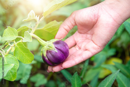 Bright Fresh aubergine or eggplant (Solanum melongena) on woman hand at field crop, Concept nature background perfect as wallpaper. Purple color vegetable on blurry greenery background in garden