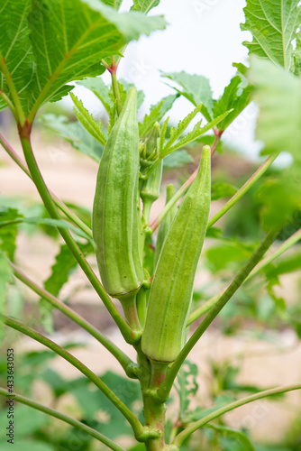 Okra  Ochro  Gumbo  or Lady   s finger  Abelmoschus esculentus  on blurred greenery background in garden. Green leaves with flower concept nature background