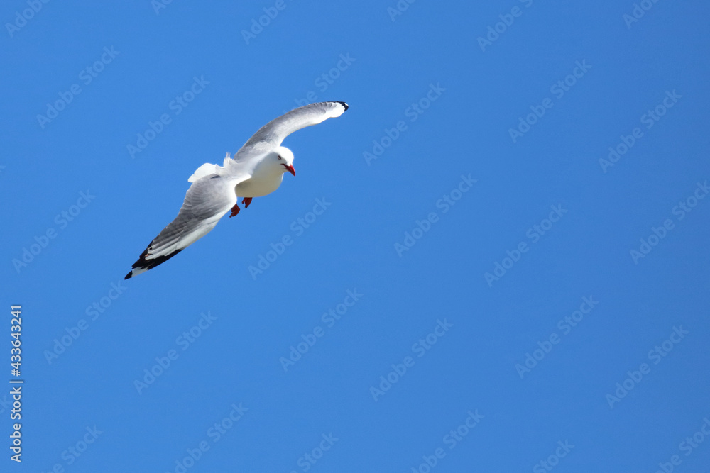 Rotschnabelmöwe / Red-billed gull / Larus scopulinus. Rotschnabelmöwe / Red-billed gull / Larus scopulinus.