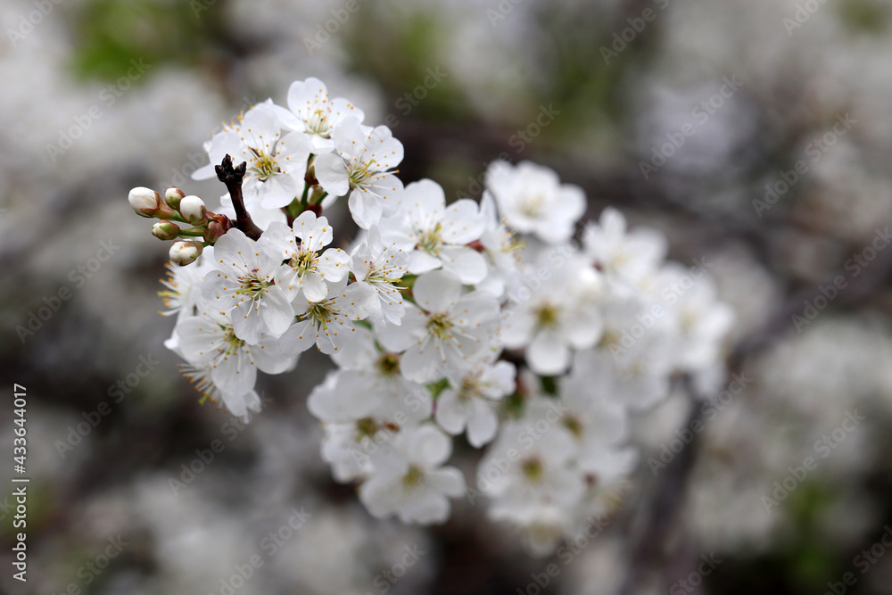 Cherry blossom in spring garden on blurred background. White flowers with young leaves on a branch Cherry blossom in spring garden on blurred background. White flowers with young leaves on a branch