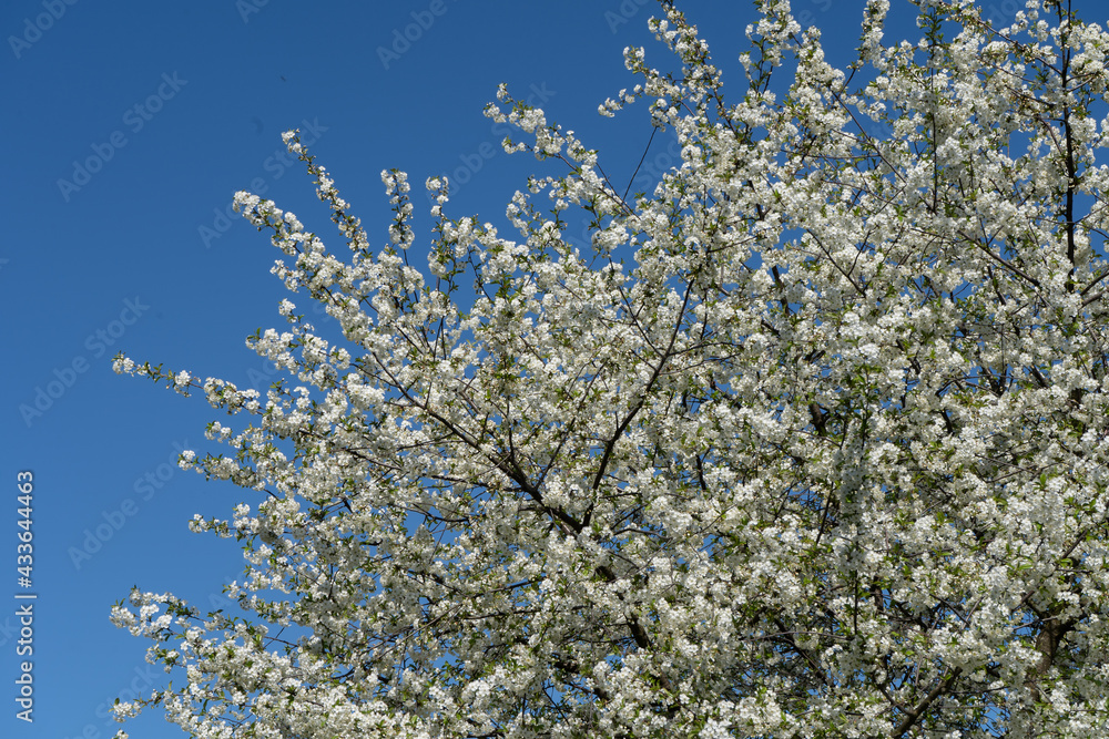 A large cherry tree blooms with white flowers