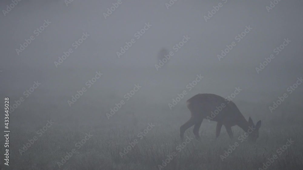 Roe deer female standing on the meadow with morning fog and watch, spring,  (capreolus capreolus), germany
