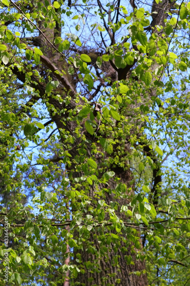 Wald, Frühling, Blätter, Buche, Eiche Wald, Frühling, Blätter, Buche, Eiche