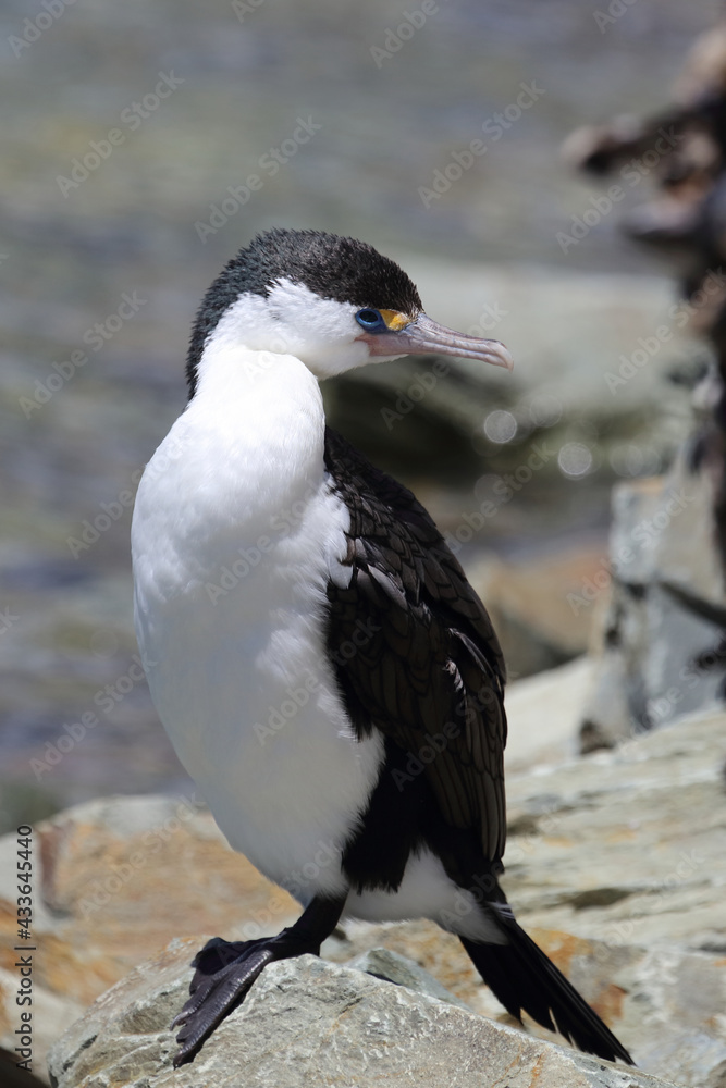 Naklejka premium Elsterscharbe / Australian pied cormorant / Phalacrocorax varius