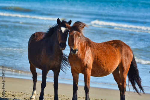 two horses on the beach