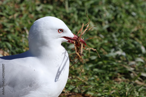 Rotschnabelmöwe / Red-billed gull / Larus scopulinus photo