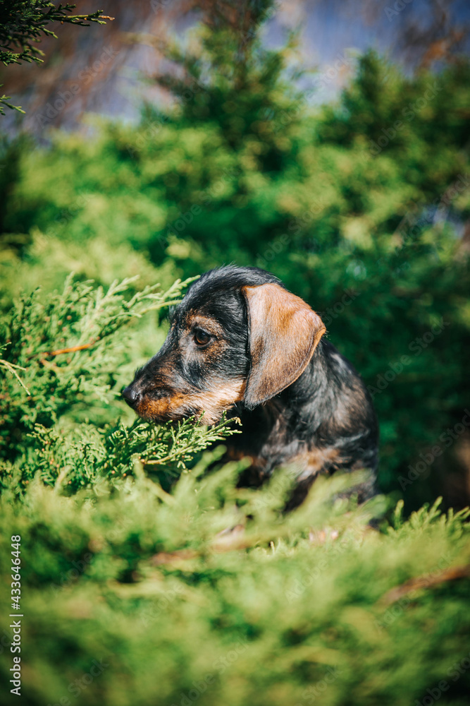 Dachshund puppy outside playing. Autumn photography. puppies in kennel. Dachshund puppy outside playing. Autumn photography. puppies in kennel.