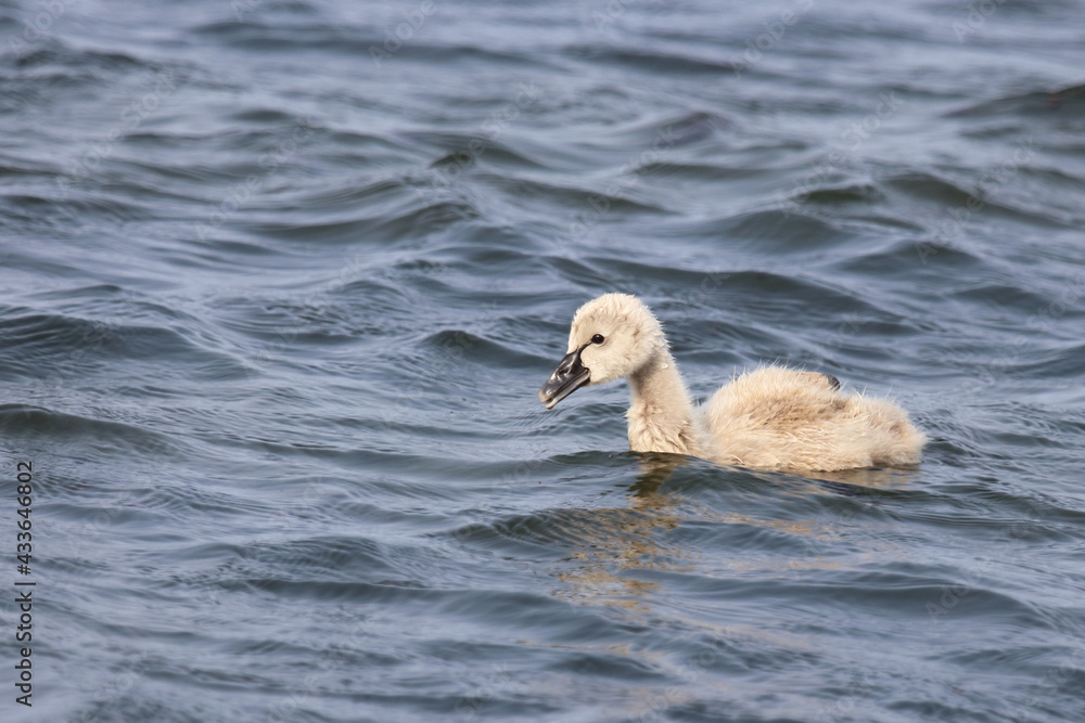 Schwarzer Schwan oder Trauerschwan / Black Swan / Cygnus atratus. Schwarzer Schwan oder Trauerschwan / Black Swan / Cygnus atratus.