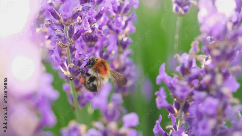 Honey Bee on a lavender flower, lavender field. Honey Bee on a lavender flower, lavender field.