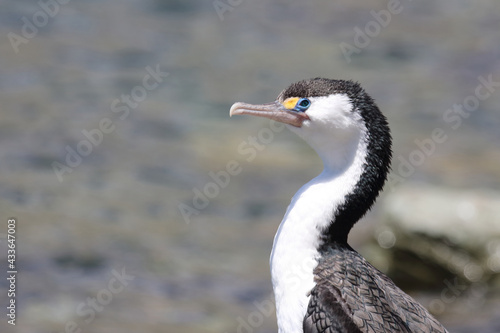 Elsterscharbe / Australian pied cormorant / Phalacrocorax varius