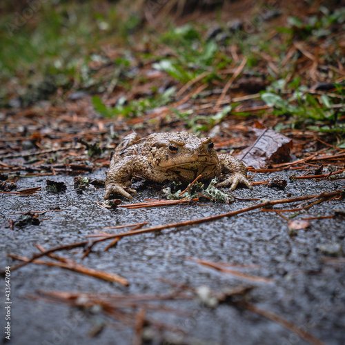 A frog on an asphalt road during a rainy day, High Tatras, Slovakia