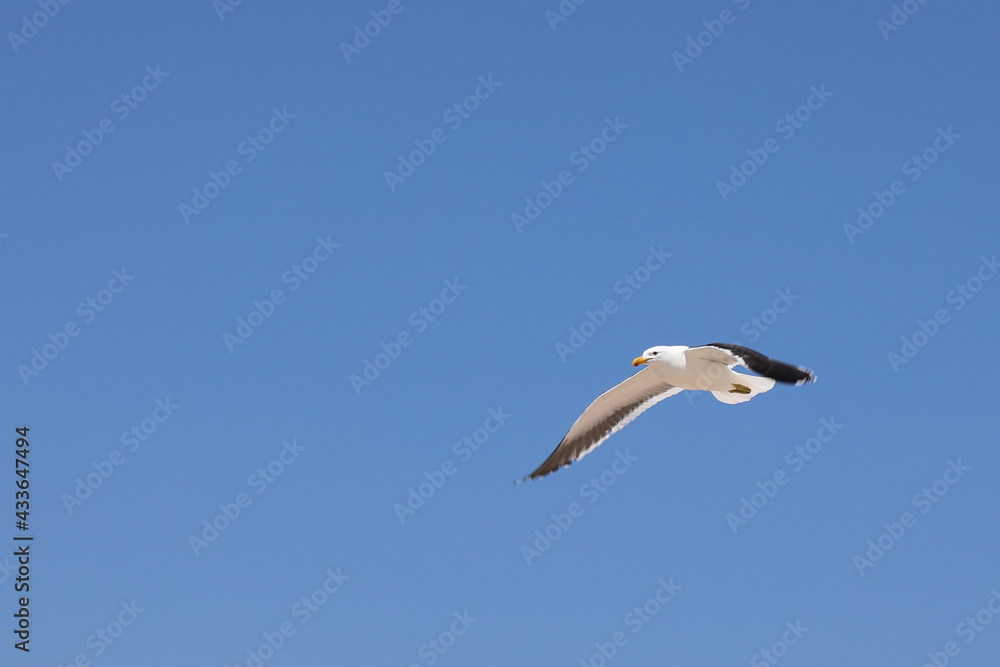 Dominikanermöwe / Southern black-backed gull / Larus dominicanus.