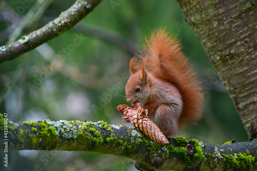 Obraz na płótnie Ein Eichhörnchen, Sciurus vulgaris, sitzt auf einem Kirschbaum, um einen Tannenz