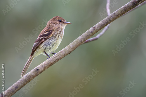 Myiophobus fasciatus / Brand-colored Flycatcher. Bird perched on a diagonal branch, observed in the mountains of Colombia.