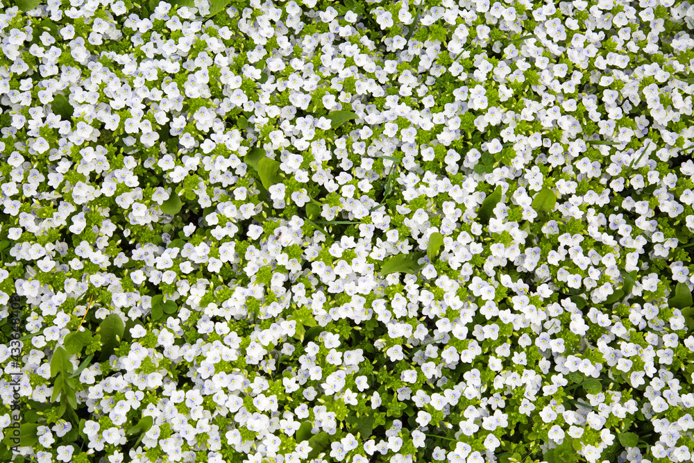 The background is rich with small beautiful white flowers on a background of young green grass in spring or summer on a clear sunny day. Flora of the plant ecology.