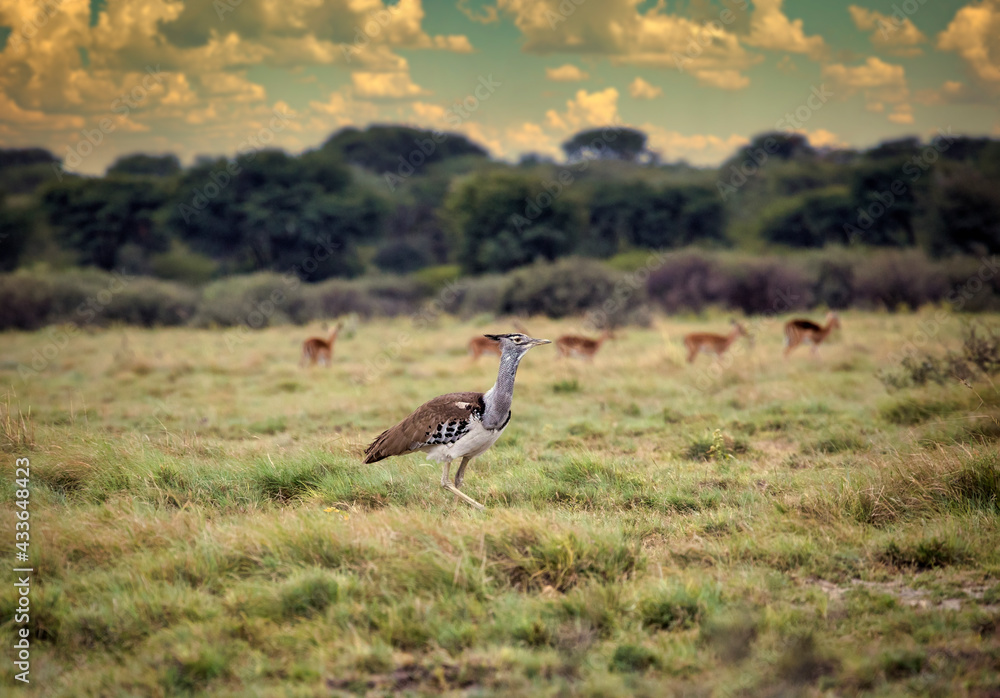 Fototapeta premium kori bustard