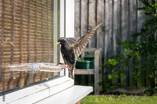 Starling bird, sturnus vulgaris, on window suet feeder with reflection