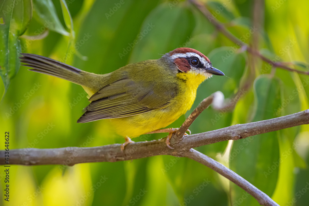 Fototapeta premium Basileuterus rufifrons / Rufous-capped Warbler. Beautiful small bird moving among the branches of a tree in the mountains of Antioquia, Colombia.