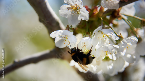 Foto Bumble bee feasting on the blossom of a cherry tree