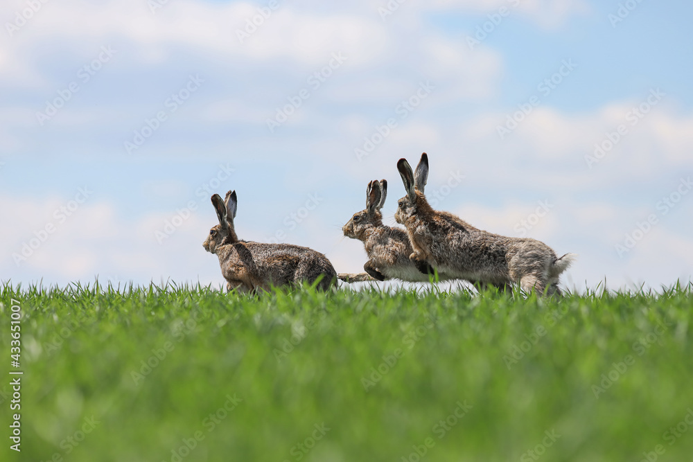 fighting hares in the middle of green field. Running three wild rabbits ...