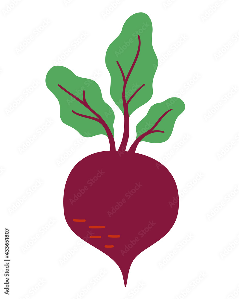 A ripe beetroot with green leaves isolated on a white background. Natural organic farm food. Stylized flat vector beet illustration. A ripe beetroot with green leaves isolated on a white background. Natural organic farm food. Stylized flat vector beet illustration.