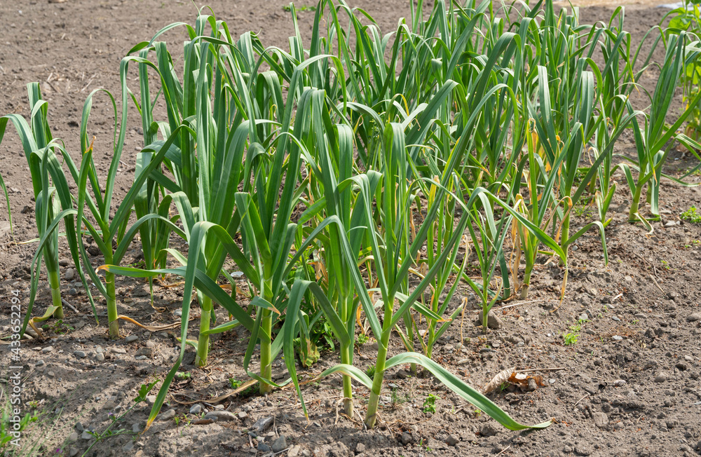 Obraz premium 収穫近くの畑のニンニク