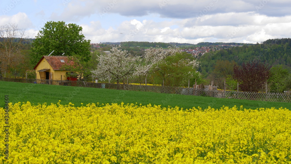 blühendes Rapsfeld mit Gartenhütte im Schrebergarten und Blick auf Calwer Ortsteile
