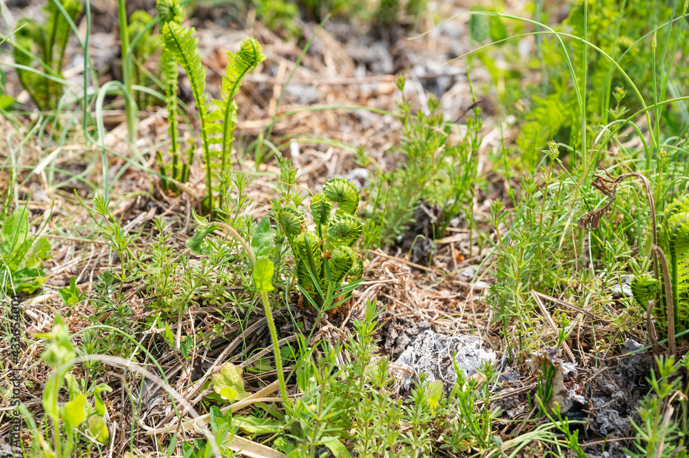 Obraz premium 高原のこごみ