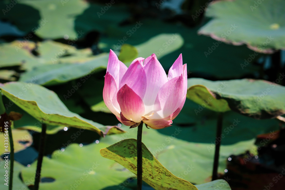 Close up pink lotus flower in pond is beautiful Close up pink lotus flower in pond is beautiful