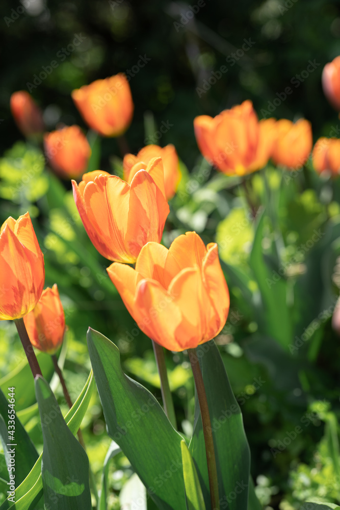 Naklejka premium Beautiful Tulips on a sunny day in Spring