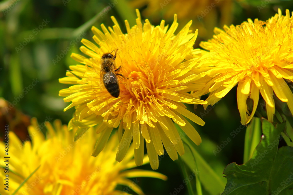 A bee on a yellow flower in the sunshine. A bee on a yellow flower in the sunshine.