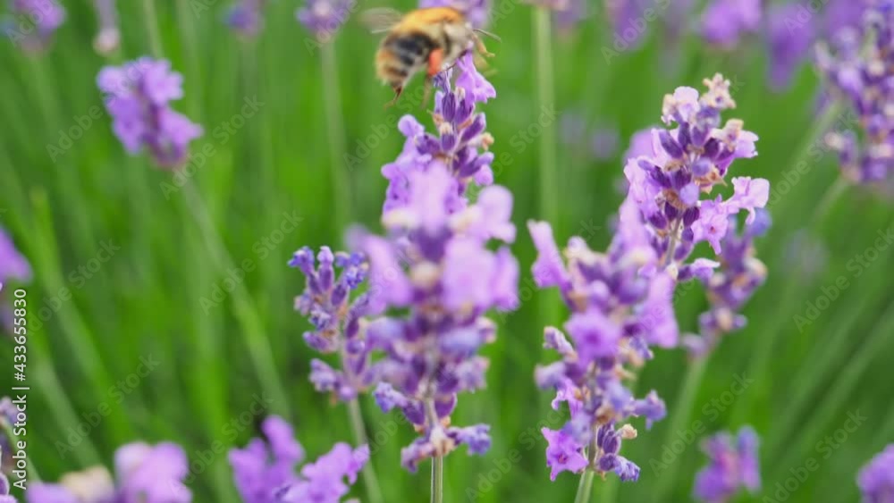Honey Bee on a lavender flower, lavender field Honey Bee on a lavender flower, lavender field