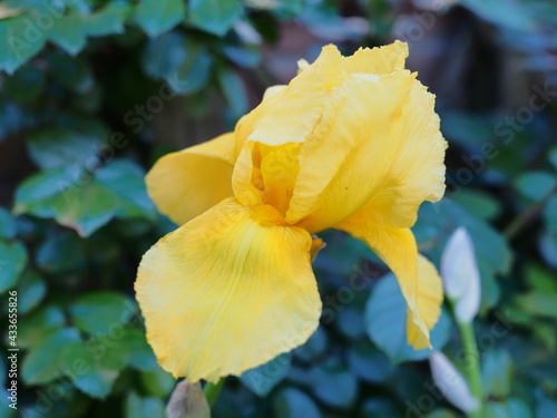 Nature in the garden. May flowers. Yellow iris.
