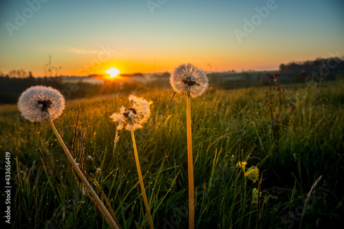 A beautiful white  fluffy dandelion heads in the morning meadow grass. An early summer sunrise scenery with wildflowers and dandelion seeds.