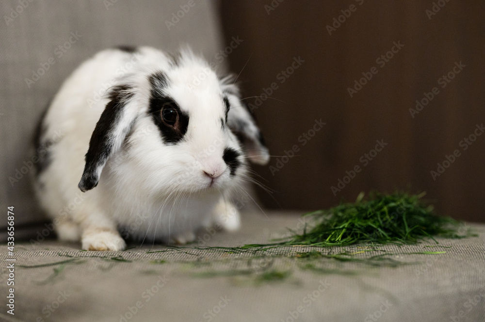 Black and white rabbit eating green grass sitting in a chair at home