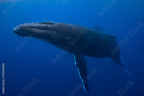 Two humpback whales resting at dawn in french polynesia deep waters © Subphoto