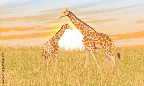 Two giraffe Giraffa camelopardalis in African savannah with tall dry grass at sunset. Realistic vector landscape