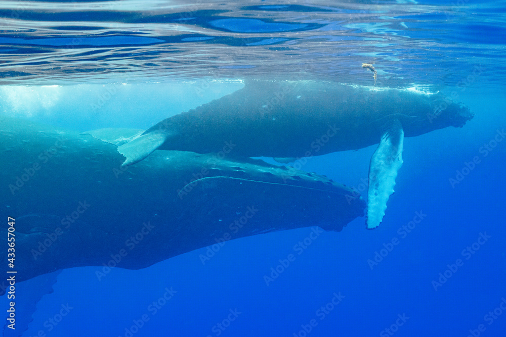 calf humpback whale and mother playing at water surface in deep French Polynesia waters
