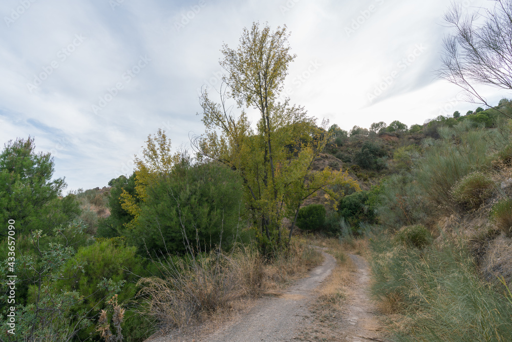 forest road in the mountain in southern Spain forest road in the mountain in southern Spain