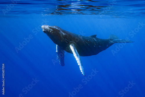 calf humpback whale playing at water surface in deep French Polynesia waters