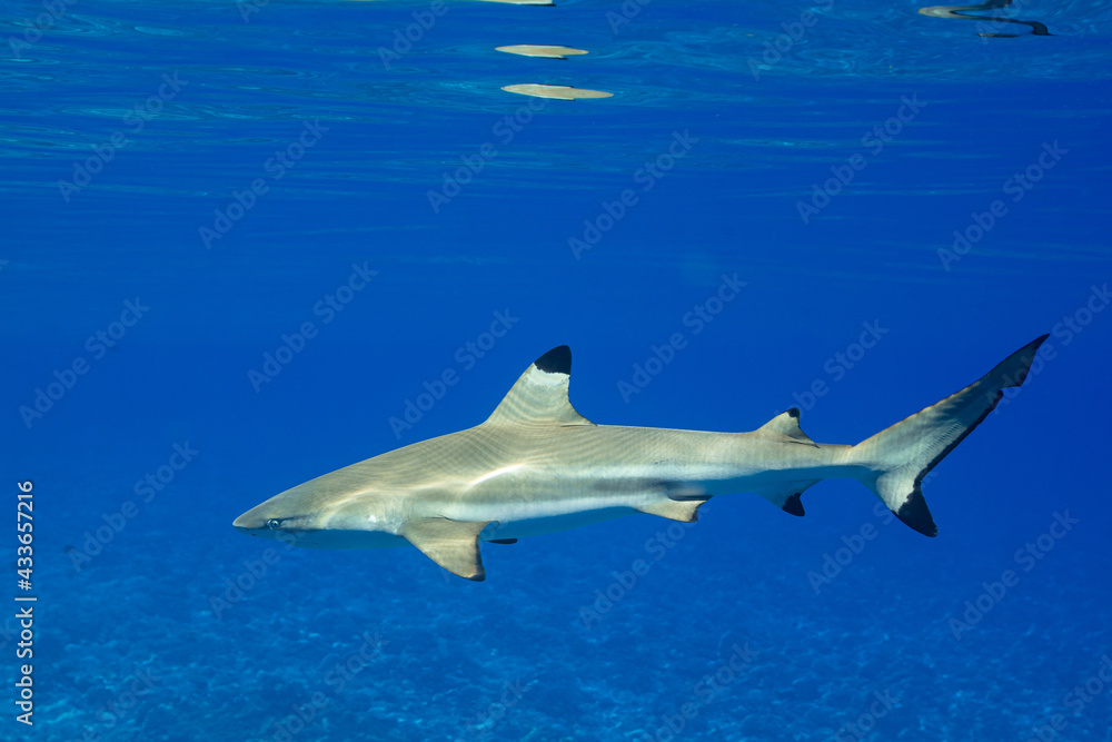 blacktip reef shark swimming in French Polynesia tropical waters over coral reef blacktip reef shark swimming in French Polynesia tropical waters over coral reef