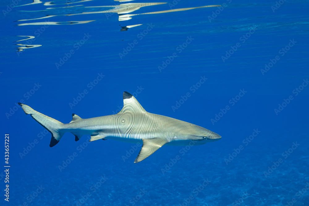 Naklejka premium blacktip reef shark swimming in French Polynesia tropical waters over coral reef