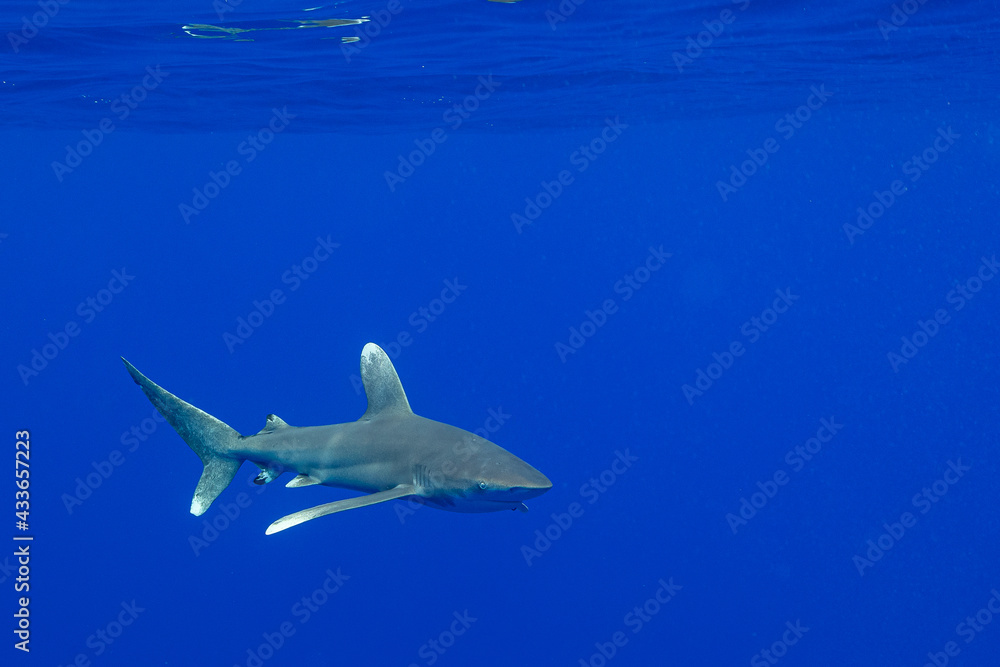 Carcharhinus longimanus shark with pilot fishes crusing  early morning in the deep French Polynesia waters