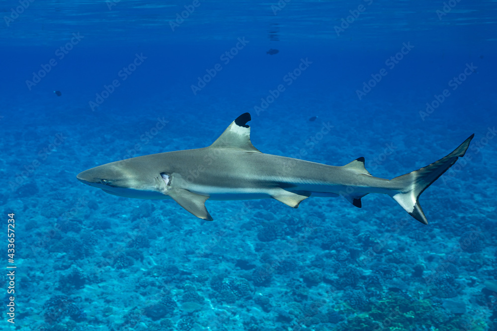 Obraz premium blacktip reef shark swimming in French Polynesia tropical waters over coral reef