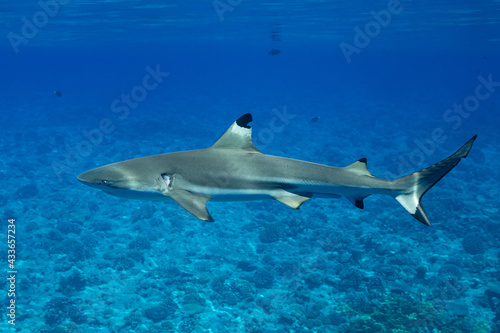 blacktip reef shark swimming in French Polynesia tropical waters over coral reef © Subphoto