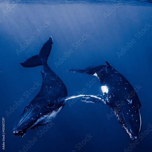 Obraz na plátně Two humpback whales resting at dawn in french polynesia deep waters