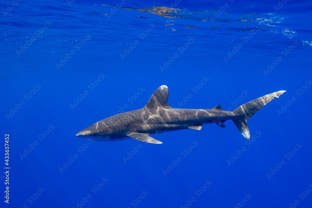 Obraz premium Carcharhinus longimanus shark with pilot fishes crusing early morning in the deep French Polynesia waters