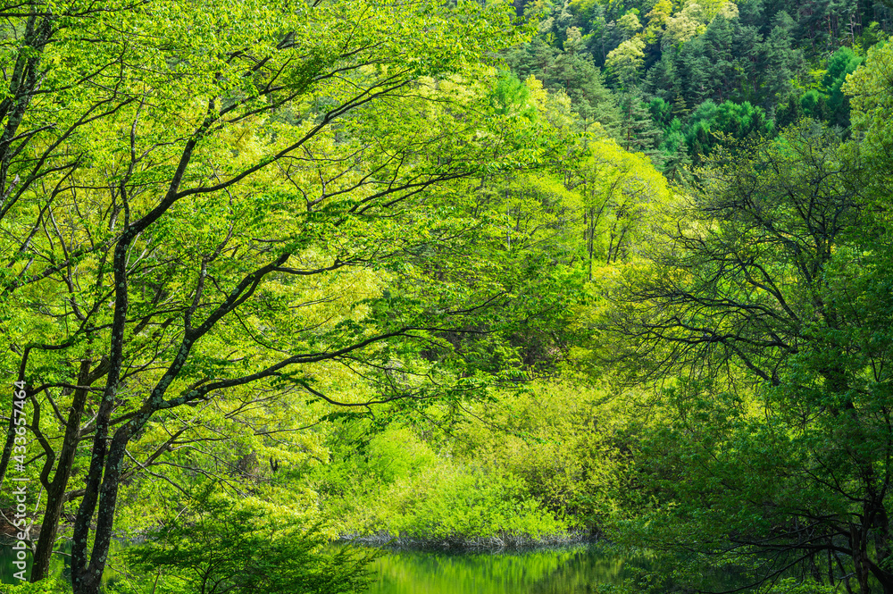Obraz premium 深い新緑の森と水面