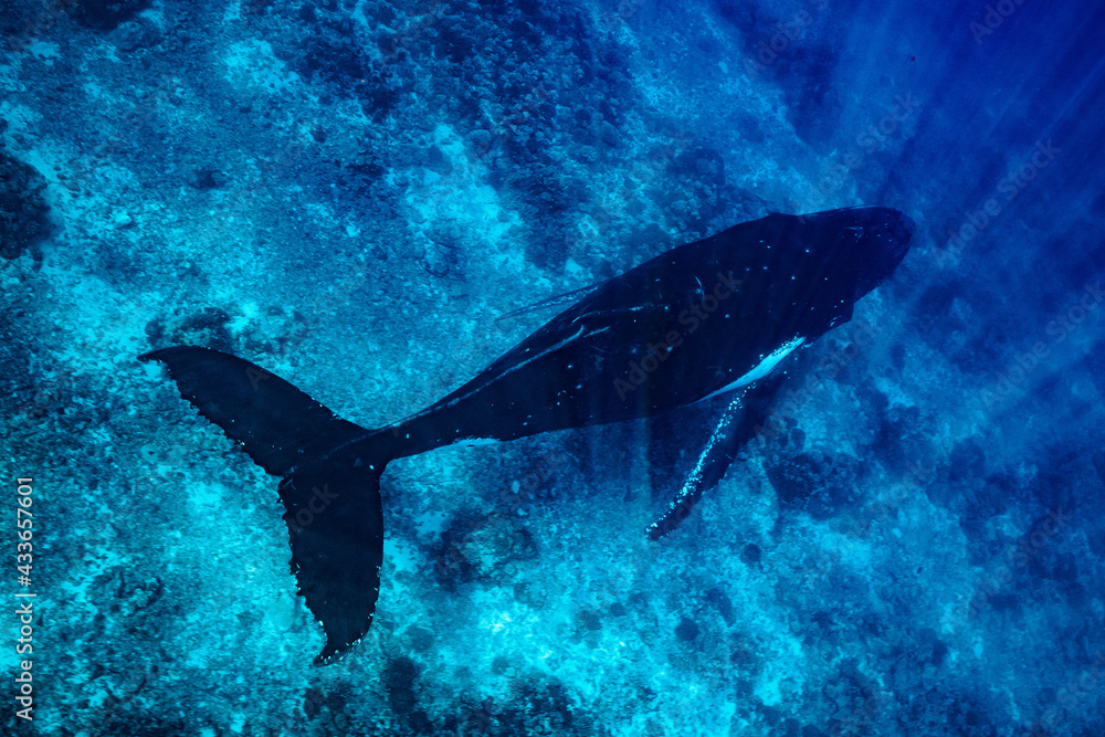 Naklejka premium humpback whale resting at dawn in french polynesia deep waters